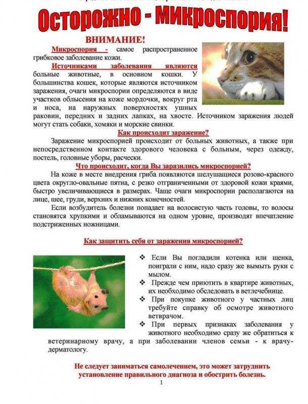 Лишай у собак – фото, признаки, симптомы и лечение