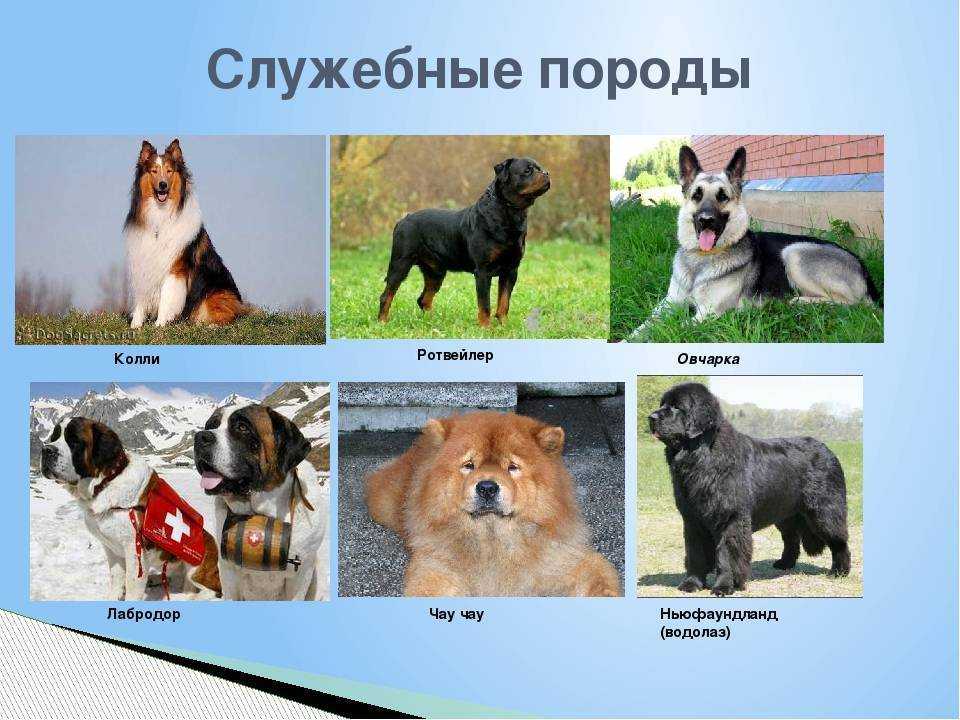 Породы собак по классификации кинологических организаций: перечень групп