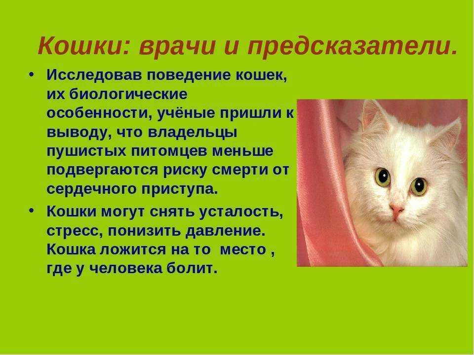 Если кошка прижала уши