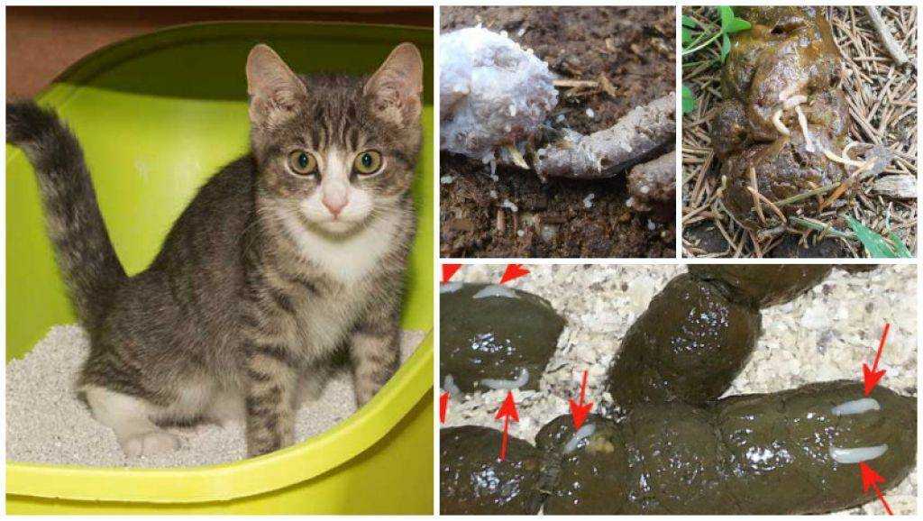 Может ли кошка съесть человека – почему коты убивают котят?
