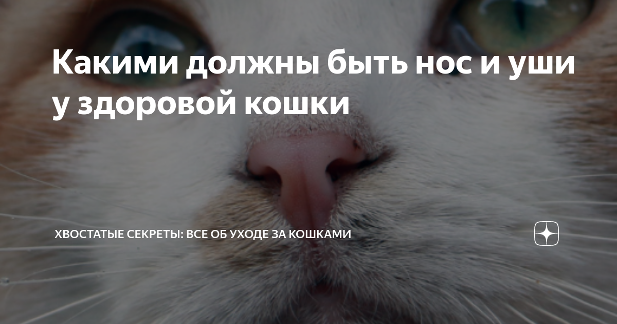 Сухой и теплый нос у кошки: что означает, причины заболевания и лечение