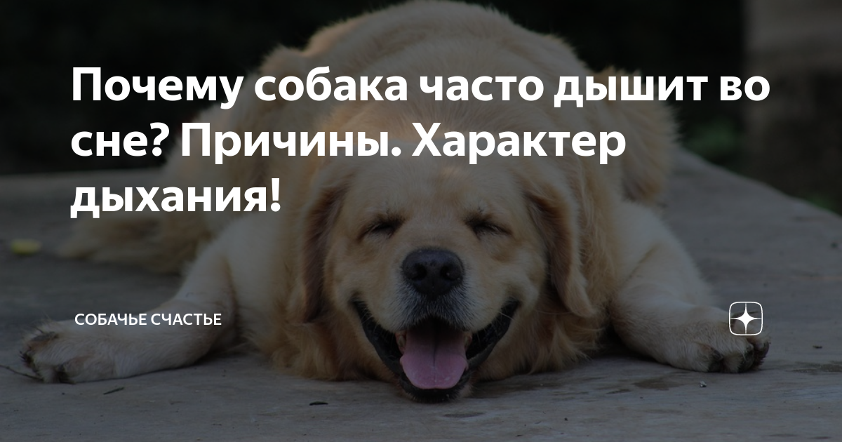 Собака падает в обморок порода — сайт эксперта по животным — howmeow
