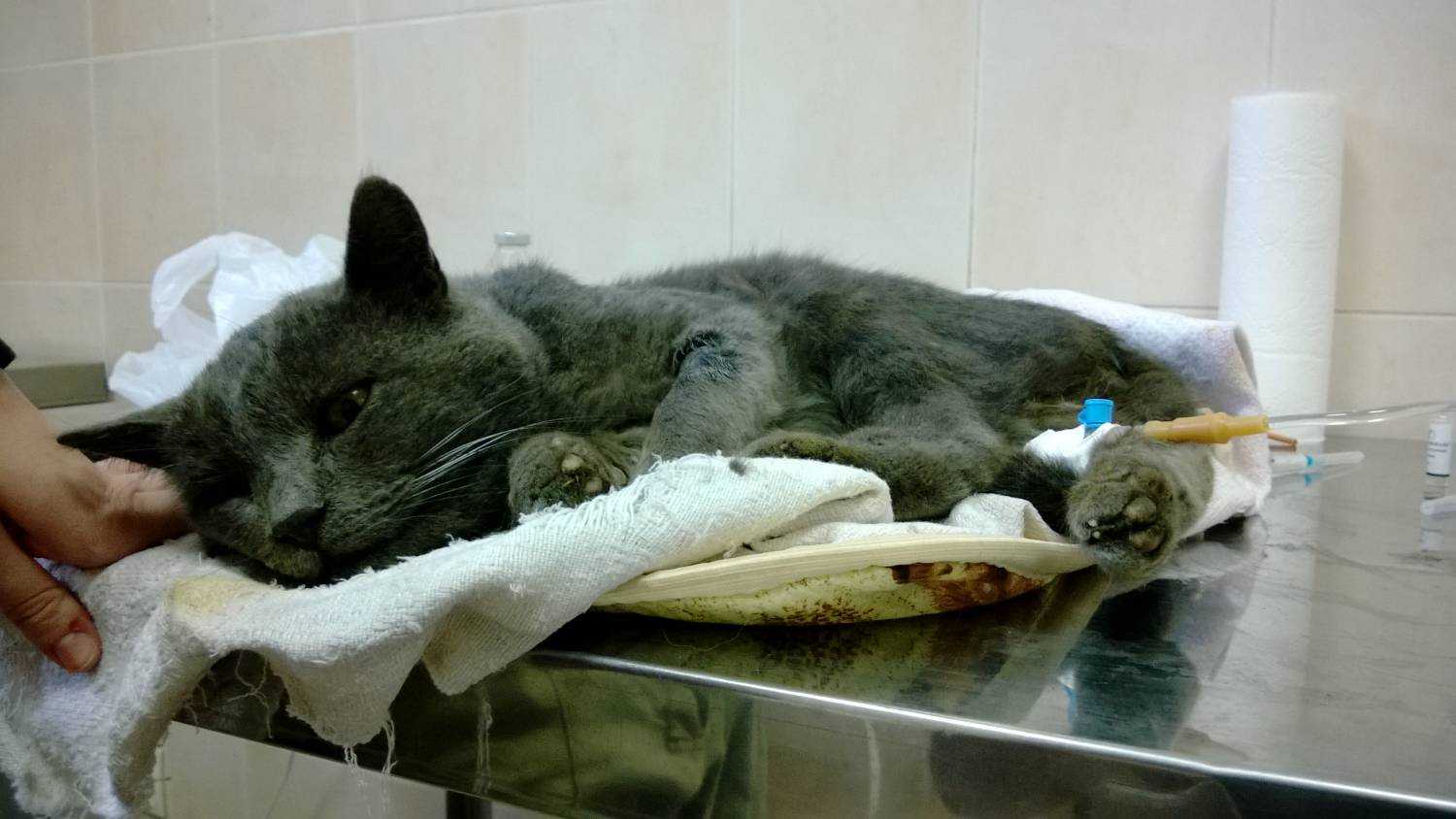 Кошка родила мертвых котят: что делать хозяевам?