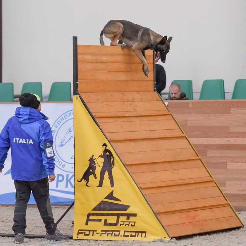 Собаки соревнуются в финале purina pro plan невероятные соревнования собак