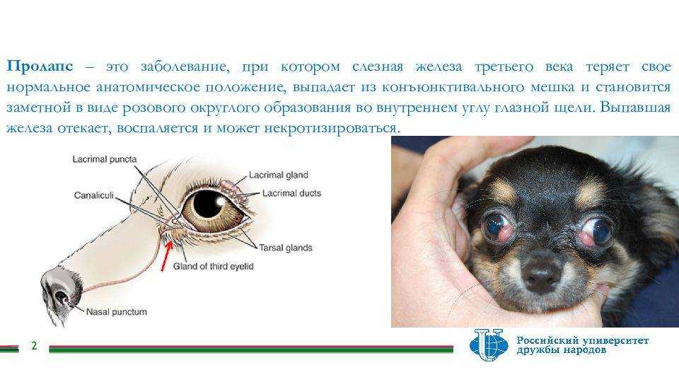 Болезни глаз у собак: классификация и лечение