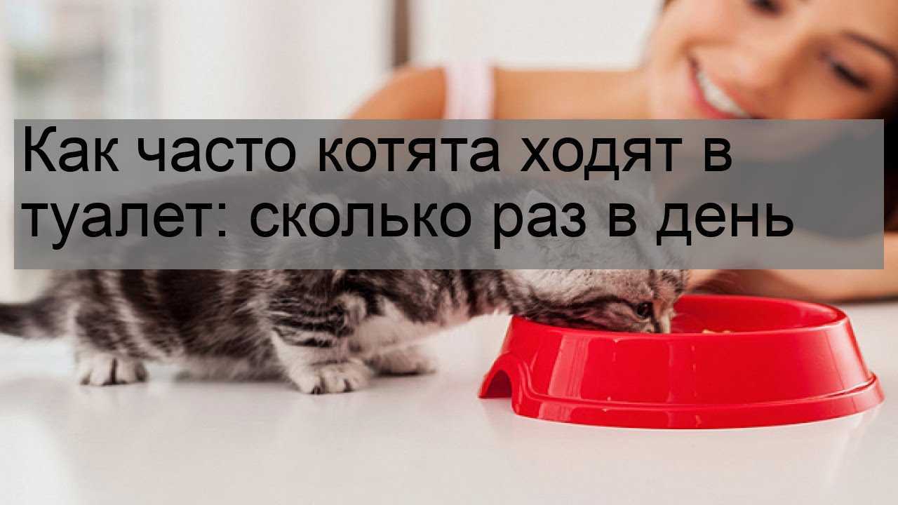 Как часто кошка должна ходить в туалет по большому и по маленькому