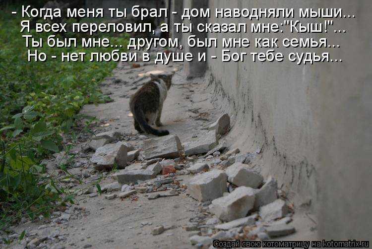 Как ухаживать за кошкой и котятами после родов?