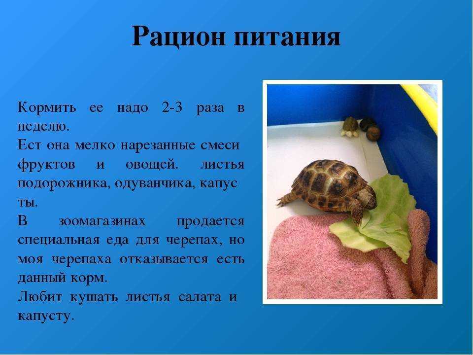 Сухопутные черепахи: виды, правила ухода и содержания