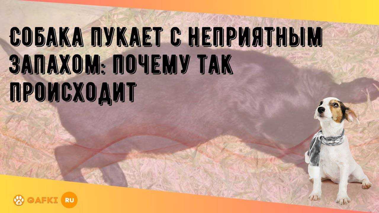 Собака часто пускает газы: почему происходит брожение в кишечнике