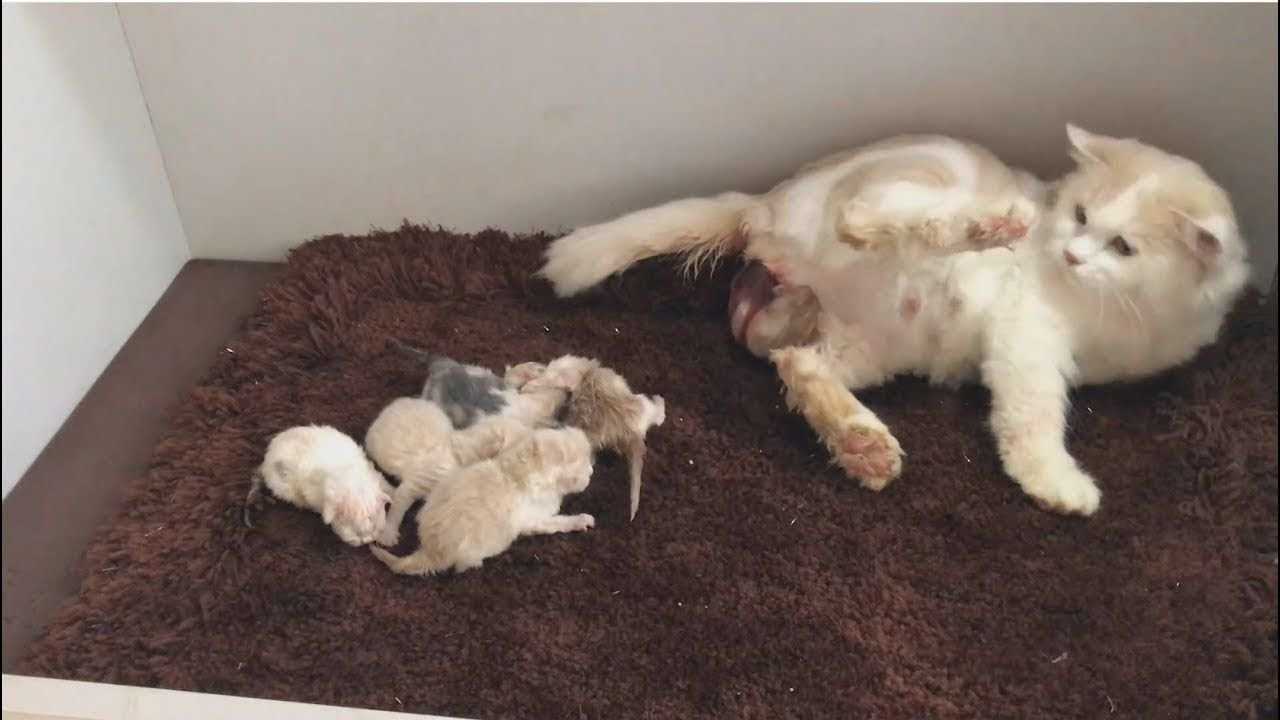 Роды кошки
