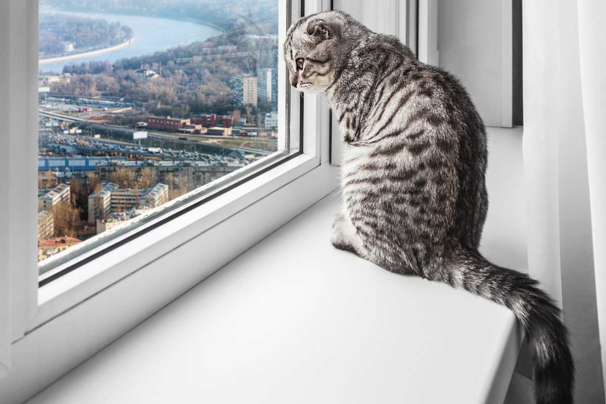 Почему кошки так любят сидеть у окошка?