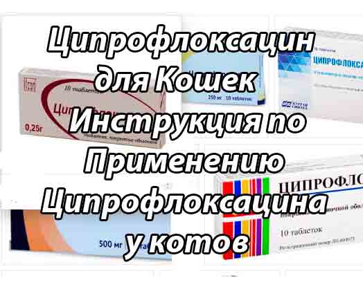Ципровет для кошек - инструкция по применению глазных капель