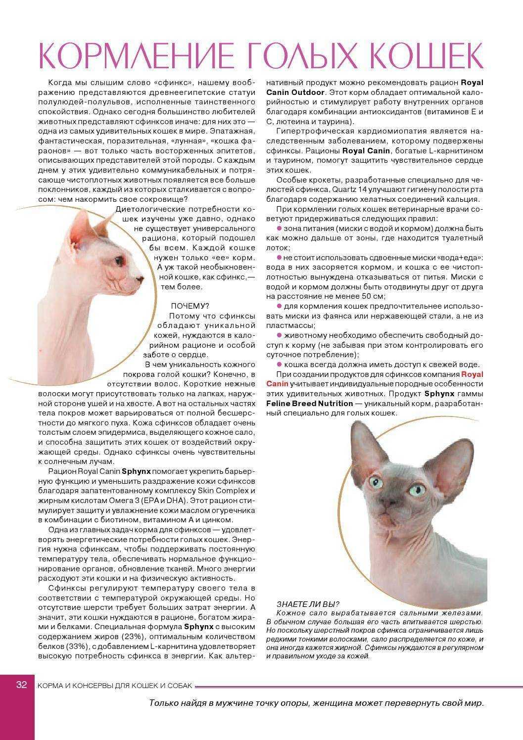 С какого возраста стерилизуют кошек сфинксов