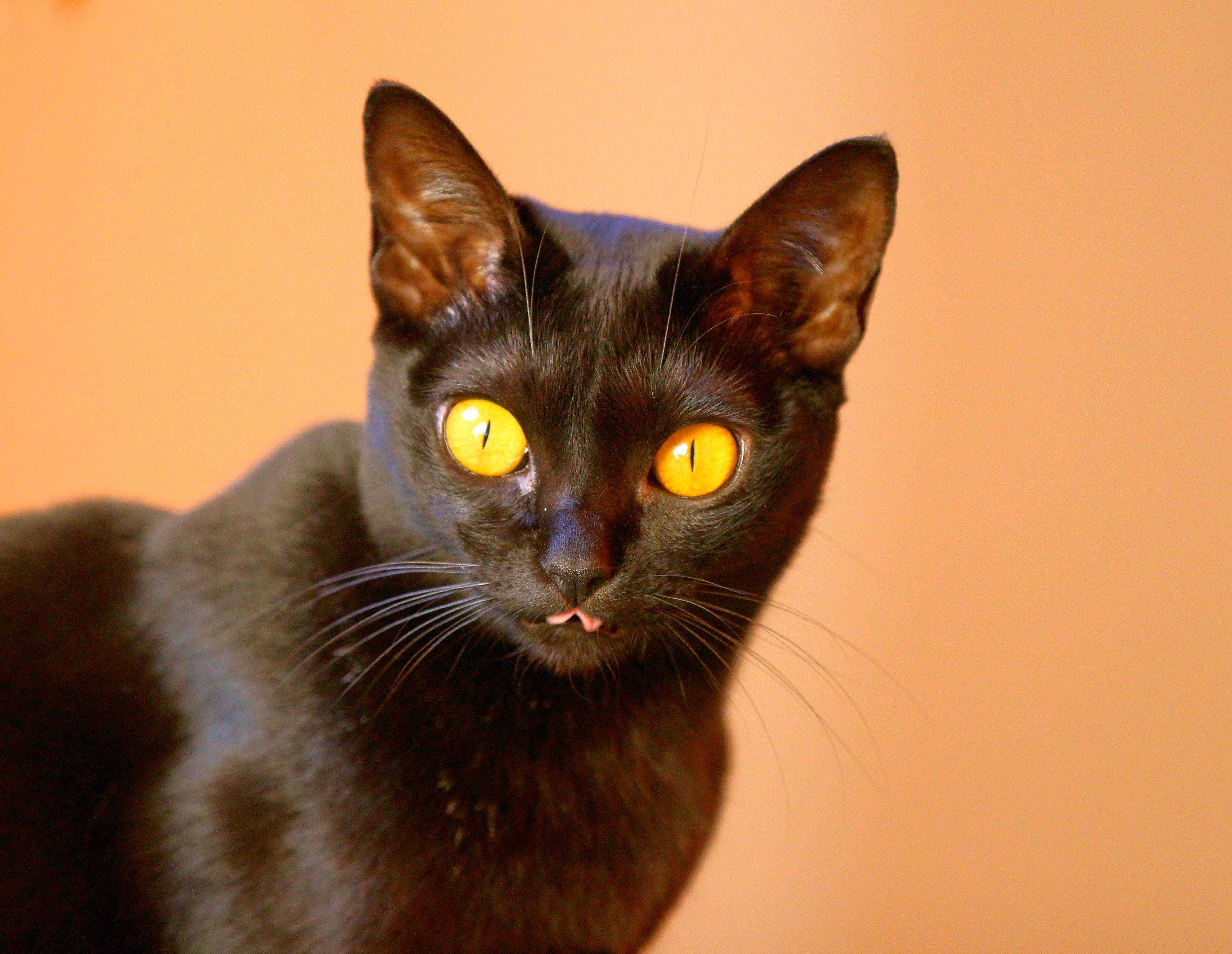 Сиамская кошка: описание породы, уход и содержание, фото, чем кормить - zoosecrets
