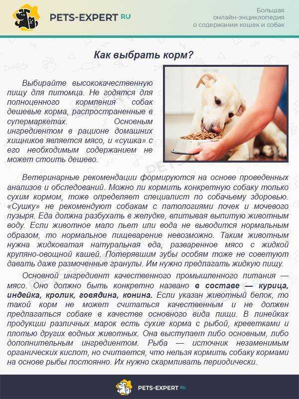 Почему нельзя кормить кошку собачьим кормом: разница в составах и случаи допустимости.
