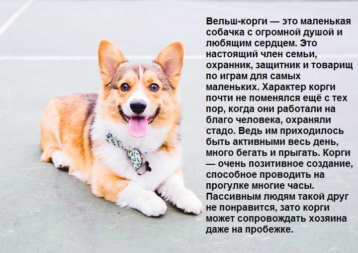 Бракко итальяно: стандарт породы, характер, поведение, рацион питания