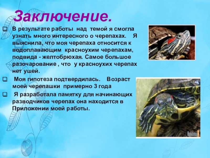 Сколько красноухая черепаха может находиться без воды, как долго она проживет на суше