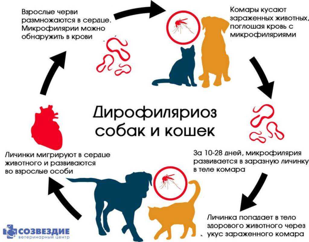 Как понять что у собаки блохи: фото и советы. как узнать, есть ли они у щенка, определить достоверность симптомов и отличить эти признаки от аллергии?