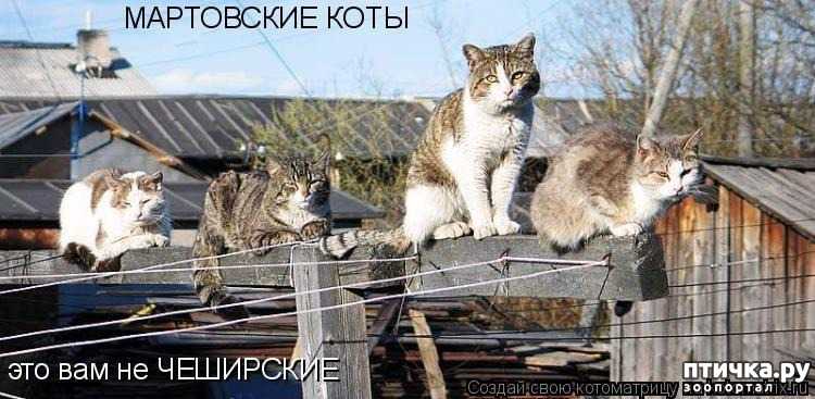 Кто такие мартовские коты?