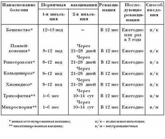 Прививки британским котятам. вакцинация британских кошек. график вакцинации