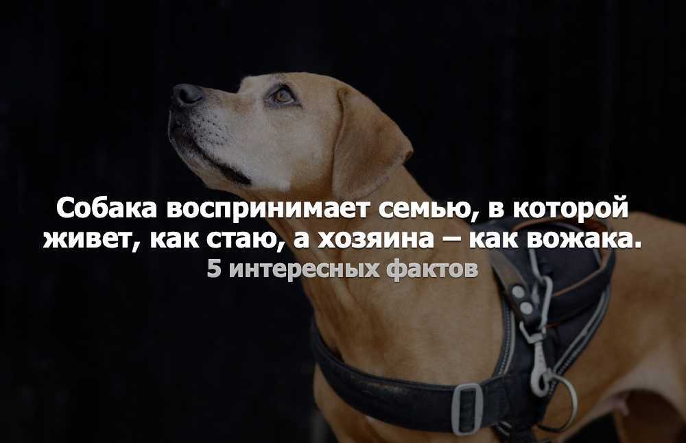 Как показать собаке, что ты вожак: 5 типов поведения настоящего хозяина