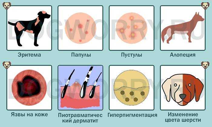 Первая помощь собаке при обморожении, ожоге и укусе змей или пчёл