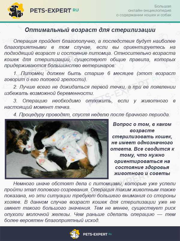 Течка у кошек – как успокоить, когда начинается, сколько длится