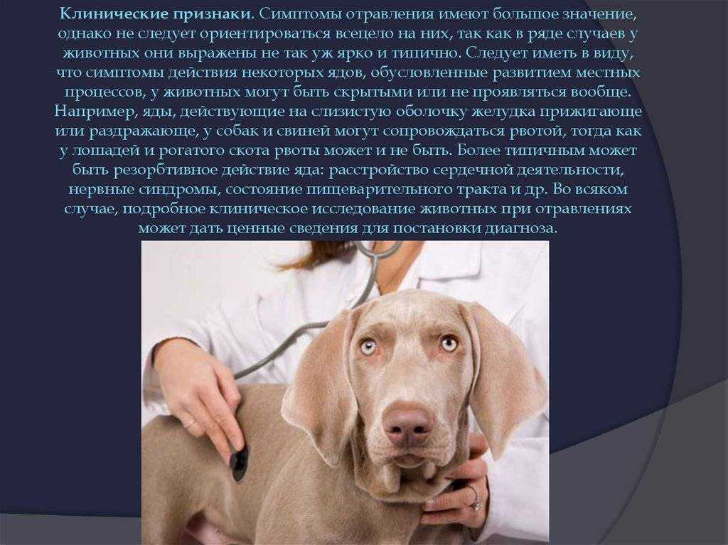 Чем необходимо кормить собаку в случае отравления
