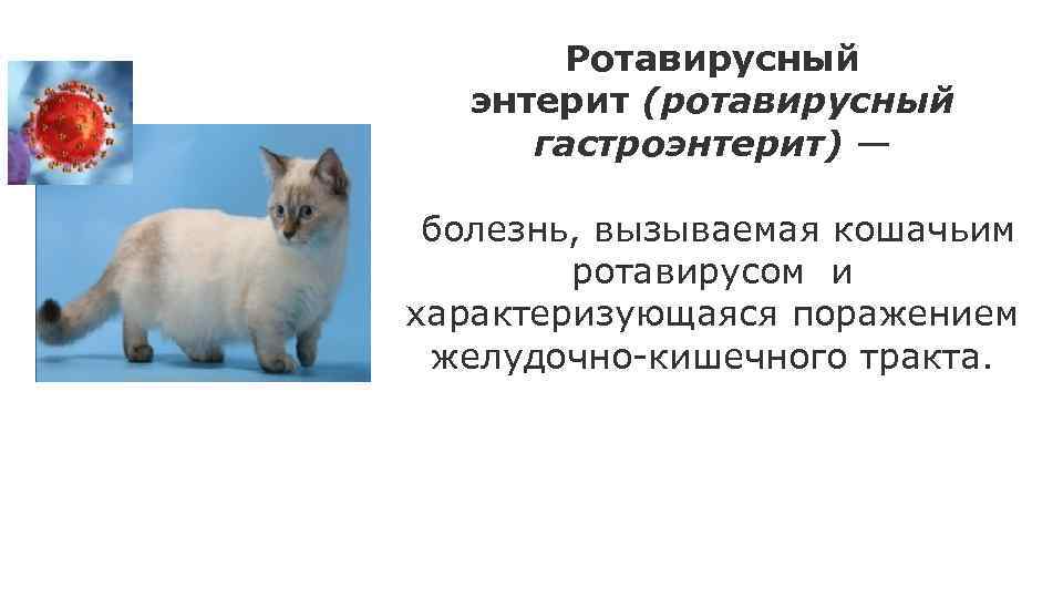 Энтерит у кошек: признаки и лечение заболевания, в том числе у котят, меры профилактики