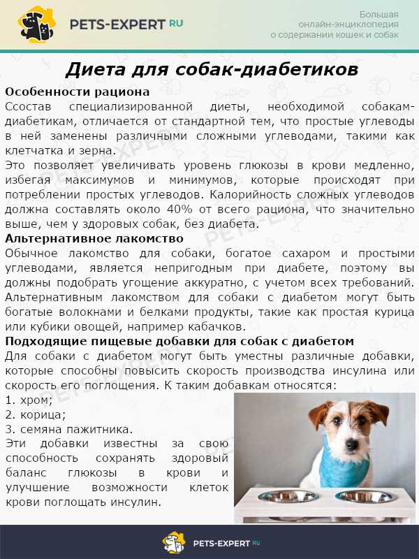 Запор у собаки: что делать? список слабительных препаратов и как ставить клизму
