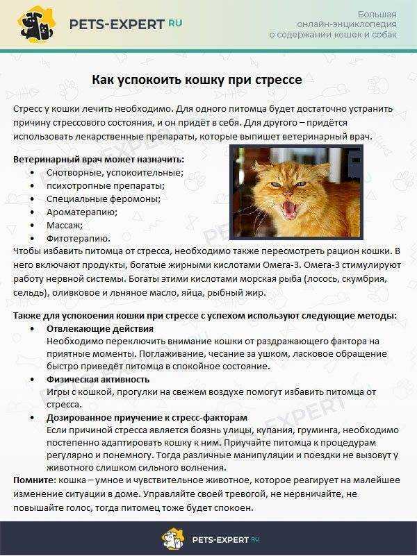 Адаптация взрослой кошки в новом доме: переезд в новую семью - как помочь коту адаптироваться
