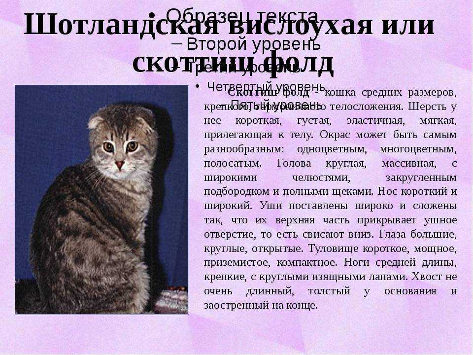 Шотландская кошка: описание окраса и характера породы, уход за шотландцем и его содержание, выбор котёнка, отзывы владельцев, фото кота