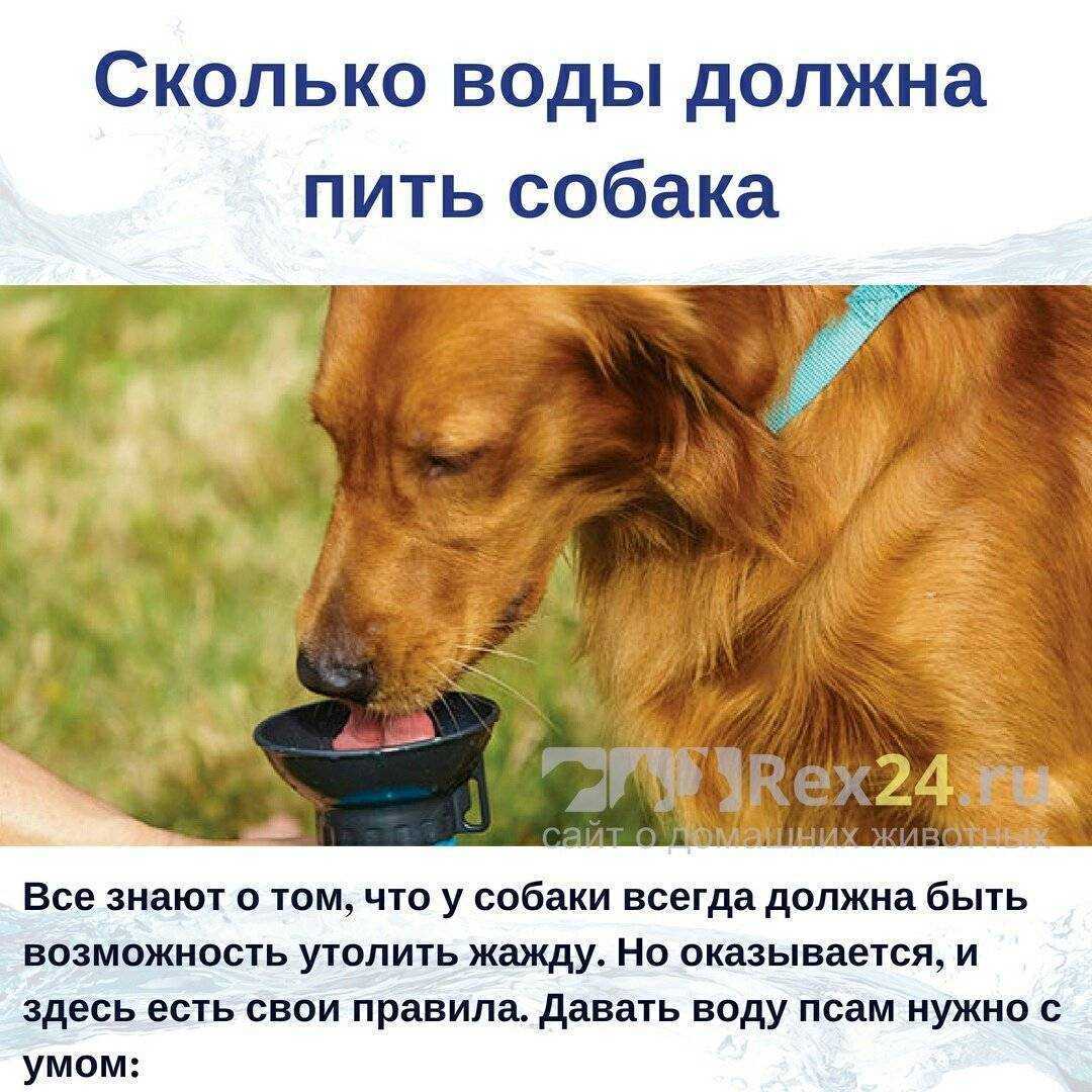 Собака много пьет воды и мочится: причины, диагностика, лечение