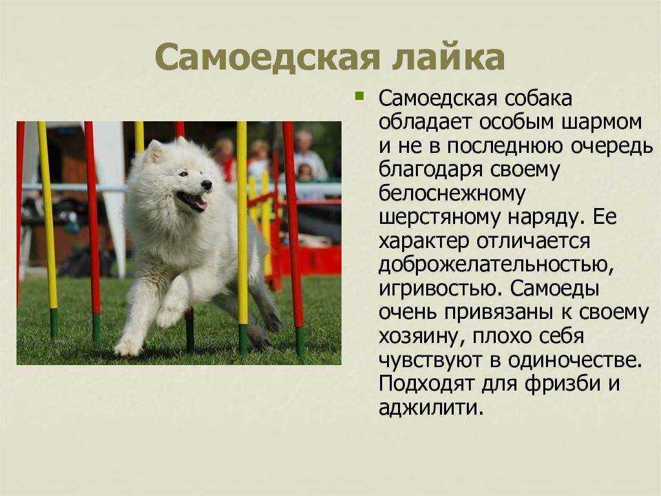 Порода собак самоедская лайка (самоед) и ее характеристики с фото