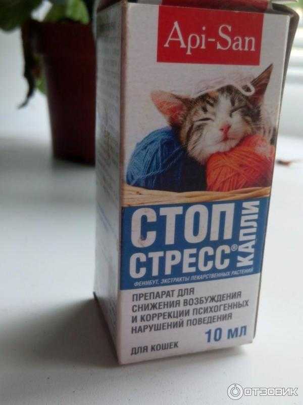 Лучшие снотворные и успокоительные средства для кошек на 2023 год