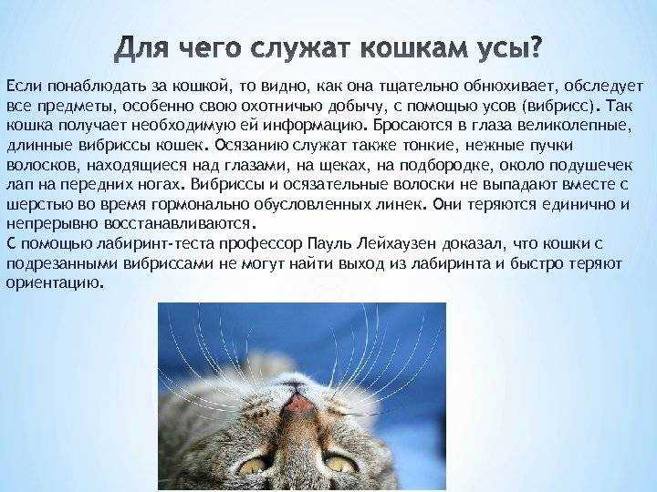 У кошки выпадают или ломаются усы: чем грозит симптом питомцу