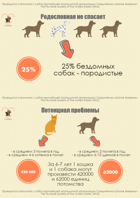 Заживление швов у собаки