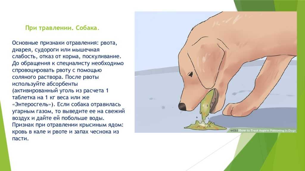 Почему у кота пена изо рта и судороги?