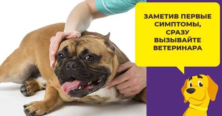 Вирусный энтерит у собак