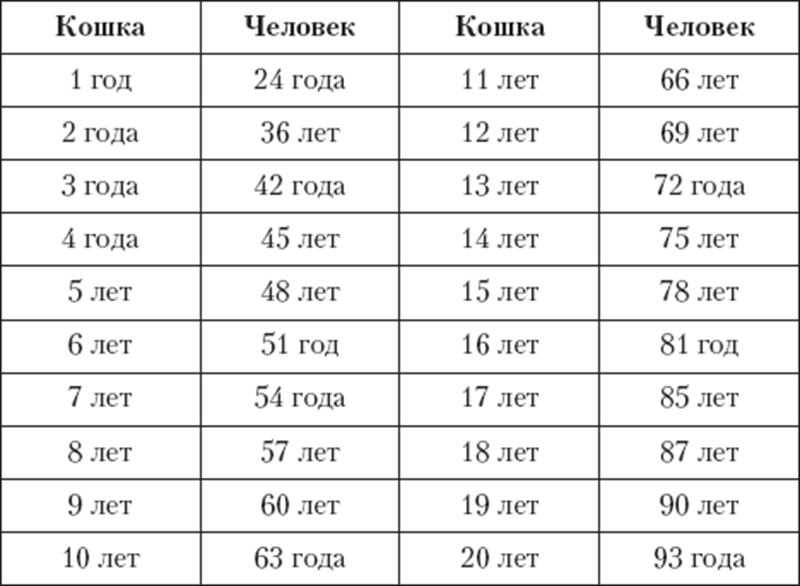 Сколько лет кошке по человеческим меркам: три основных способа подсчета