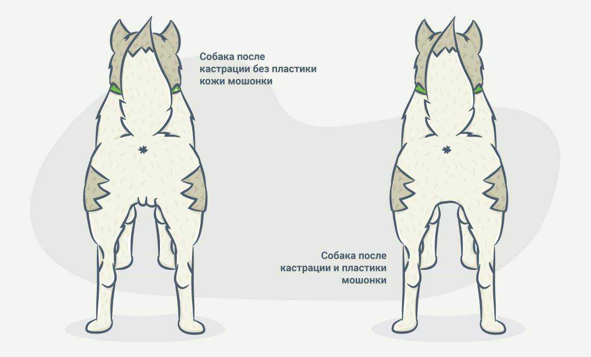 Останутся ли у кота яички после кастрации: отвечаем на деликатный вопрос_ | wwwcat.ru